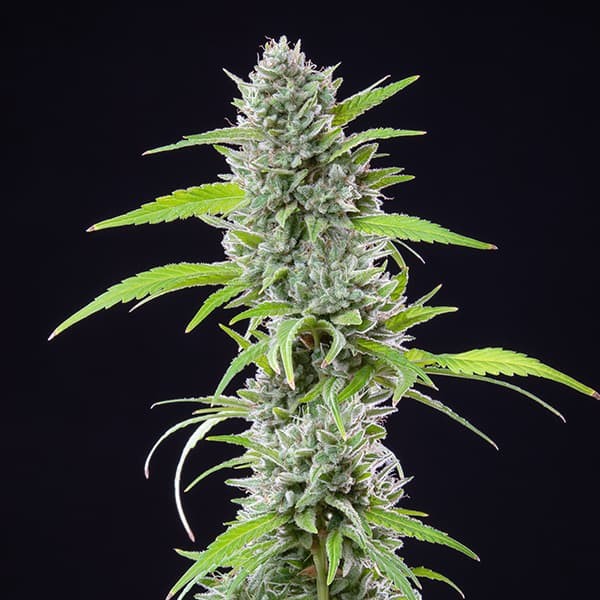 EL PATRON FEM X3 ROYAL QUEEN SEEDS-3