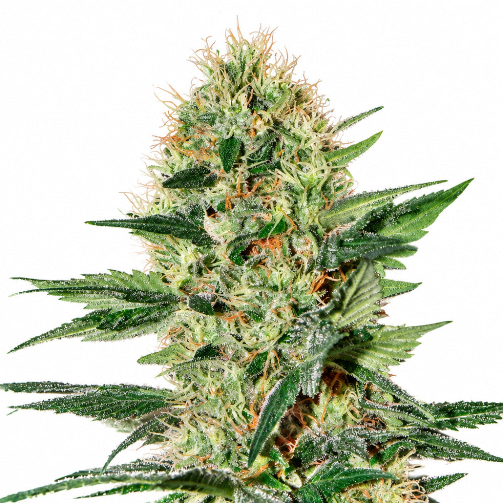 EXODUS CHEESE AUTO X3 - GREEN HOUSE SEED