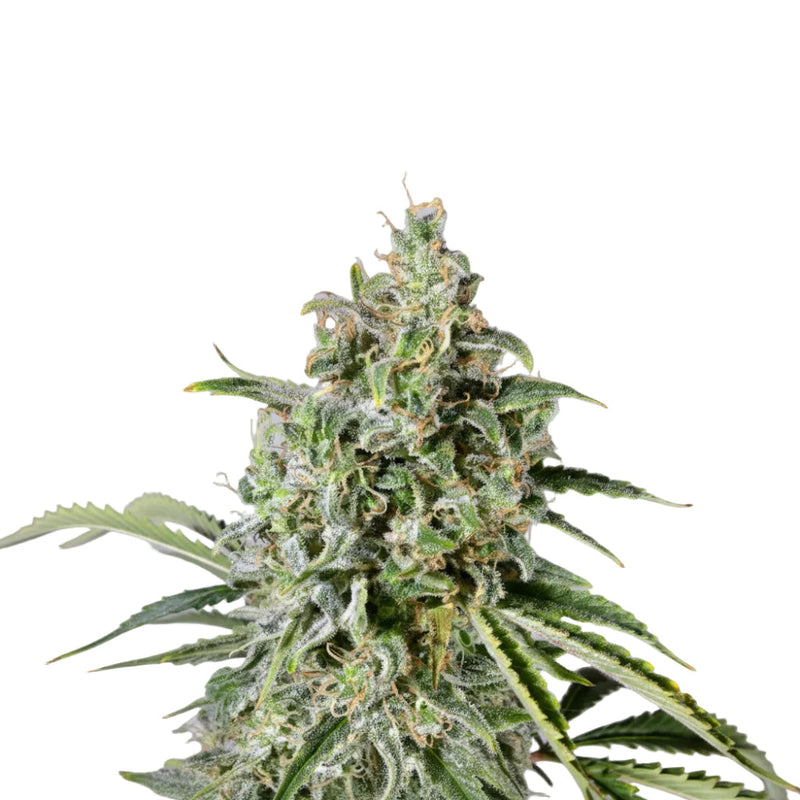 VIAGGRA GRANELSEEDS-2