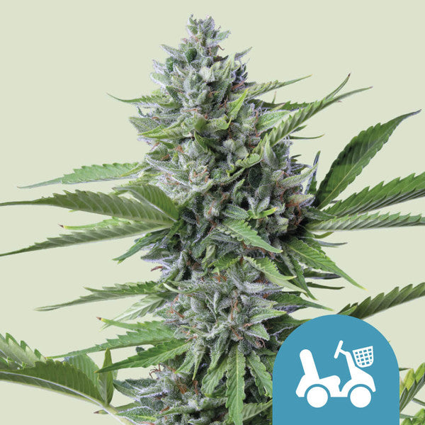 FAST EDDY AUTO CBD X1 ROYAL QUEEN SEEDS-1