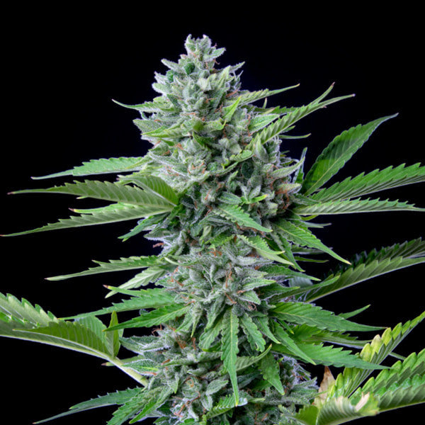 FAST EDDY AUTO CBD X1 ROYAL QUEEN SEEDS-4
