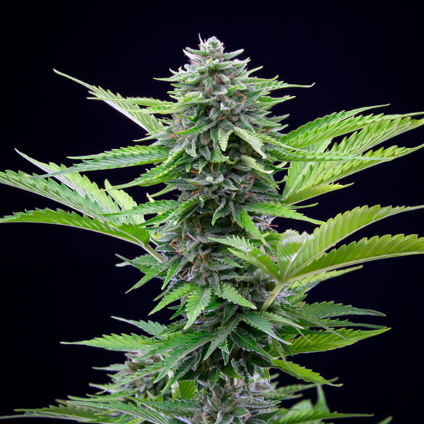 FAST EDDY AUTO CBD X1 ROYAL QUEEN SEEDS-3