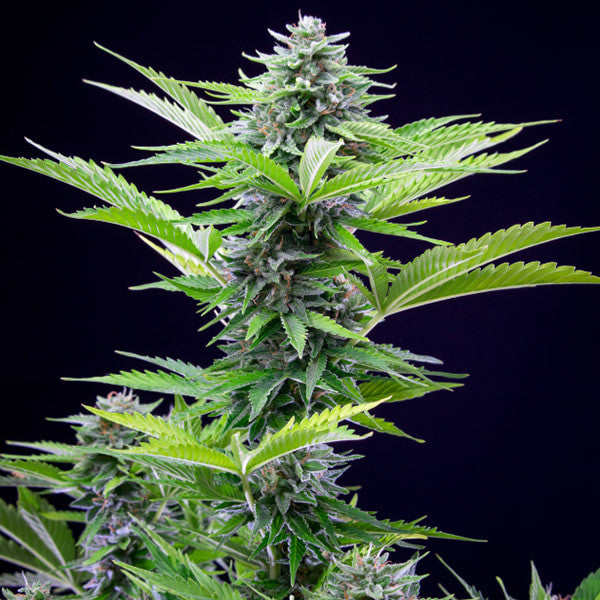 FAST EDDY AUTO CBD X1 ROYAL QUEEN SEEDS-2