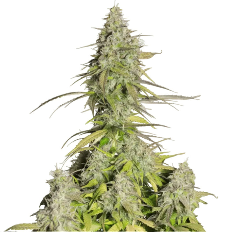 GIRL SCOUT HAZE COOKIES FAST-2