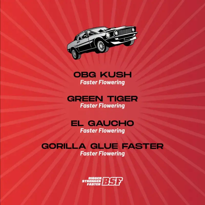 FASTER AND FURIOUS FASTER MIX X12 BSF SEEDS