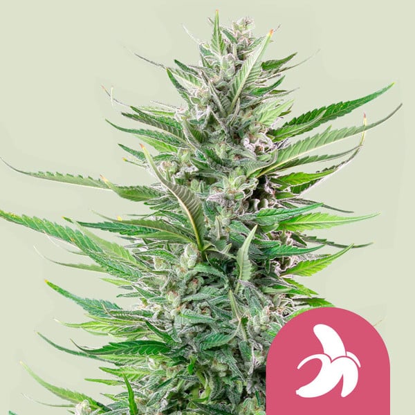 FAT BANANA X10 FEM ROYAL QUEEN SEEDS-1
