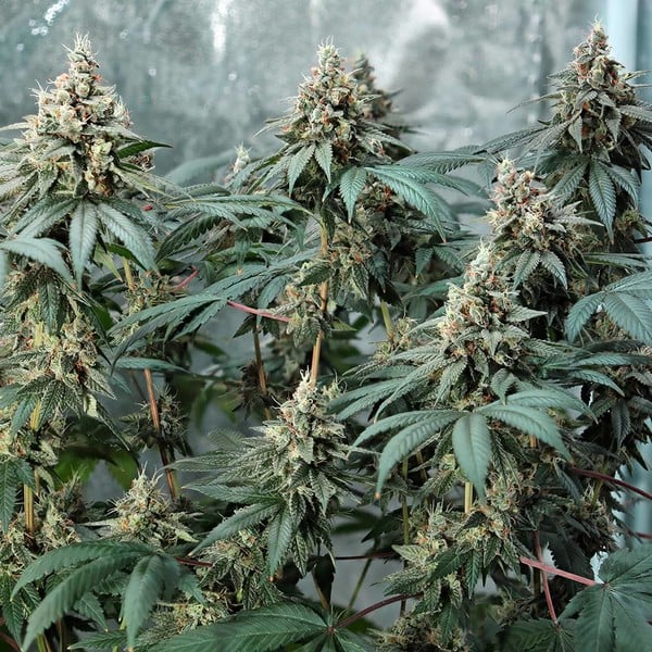 FAT BANANA X10 FEM ROYAL QUEEN SEEDS-5