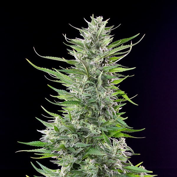 FAT BANANA X10 FEM ROYAL QUEEN SEEDS-3