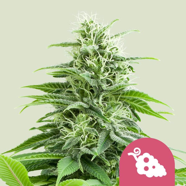 FRUIT SPIRIT FEM X3 ROYAL QUEEN SEEDS-1