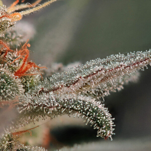 FRUIT SPIRIT FEM X3 ROYAL QUEEN SEEDS-6