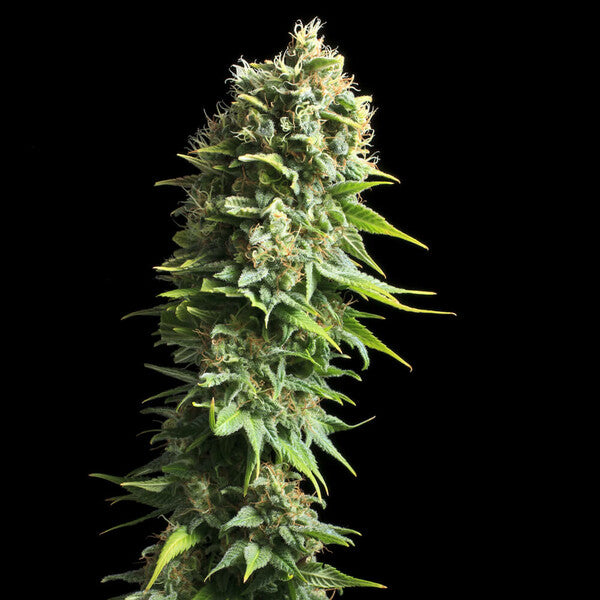 FRUIT SPIRIT FEM X3 ROYAL QUEEN SEEDS-5