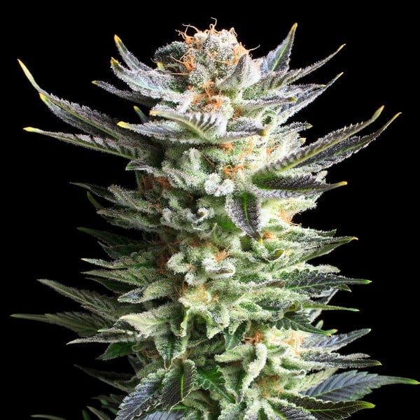 FRUIT SPIRIT FEM X3 ROYAL QUEEN SEEDS-2