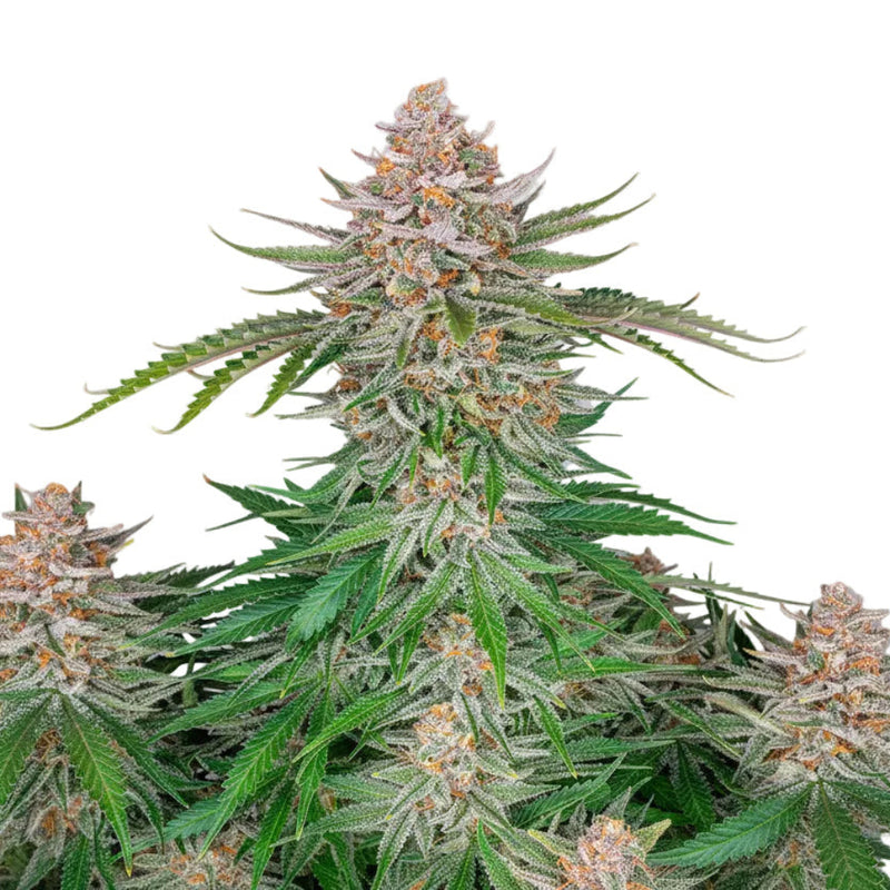 Strawberry Auto GRANELSEEDS-2