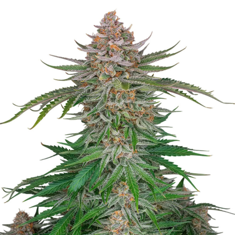 Strawberry Auto GRANELSEEDS-3