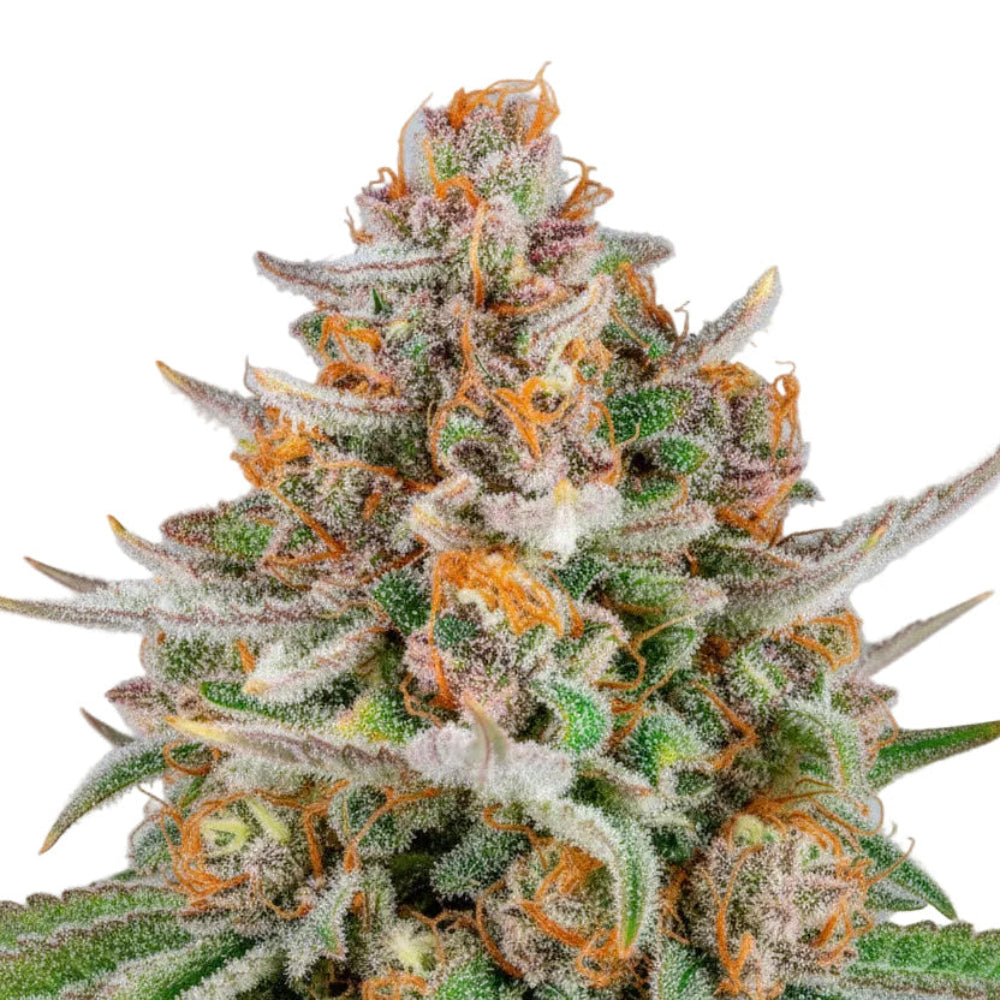 Strawberry Auto GRANELSEEDS-4