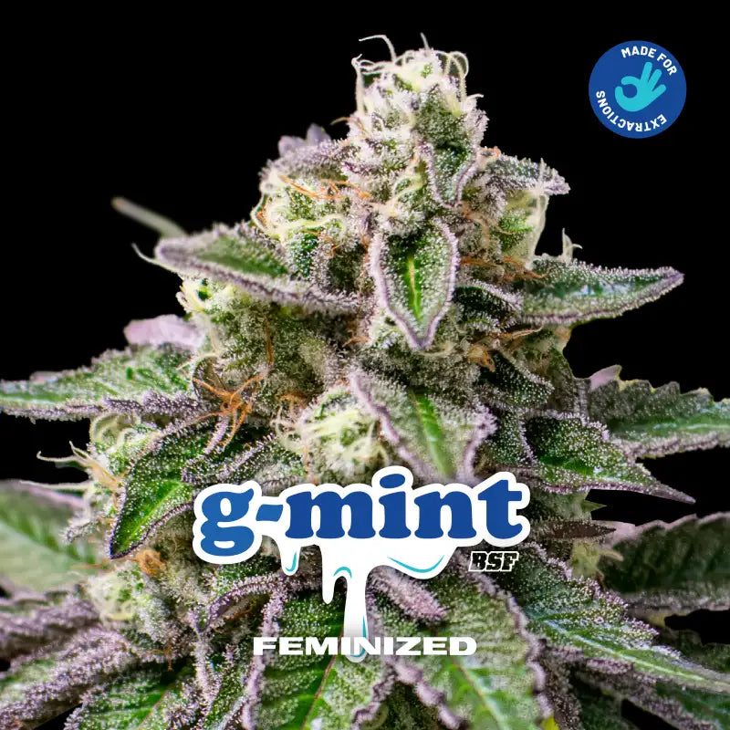 G-MINT FEM x12 BSF SEEDS