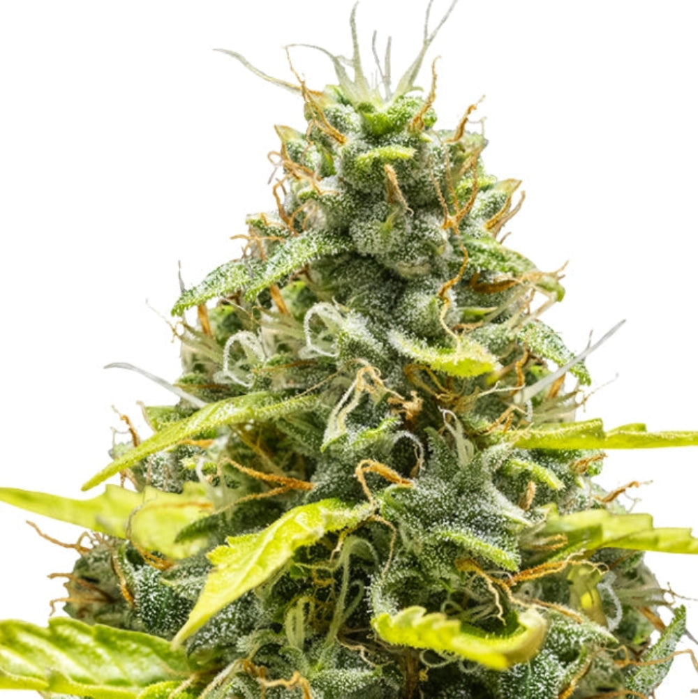 ROYAL RUNTZ XL AUTO GRANELSEEDS