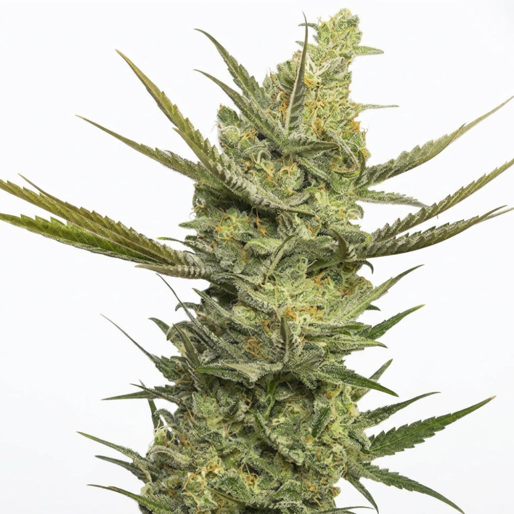 GIPSY HAZE FEM X3+1 -EVA SEEDS-1