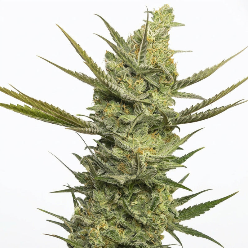 GIPSY HAZE FEM X3+1 -EVA SEEDS-1