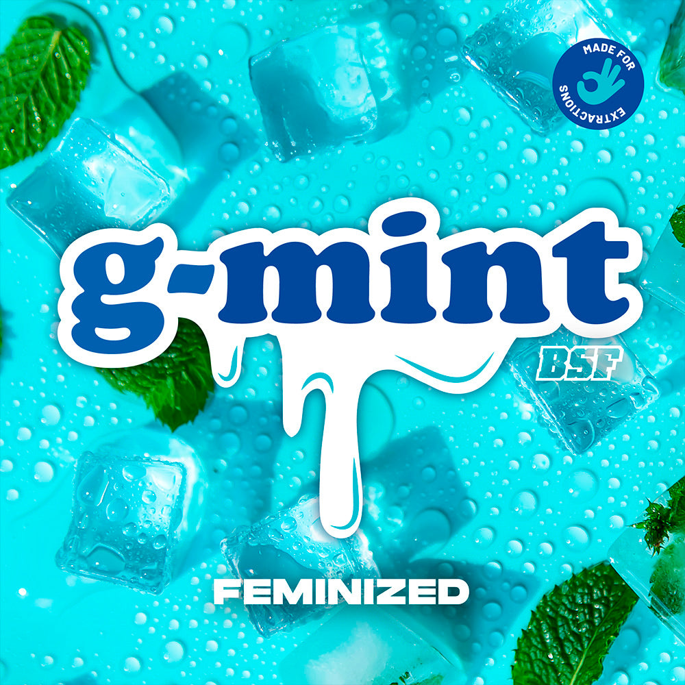 G-MINT FEM x12 BSF SEEDS