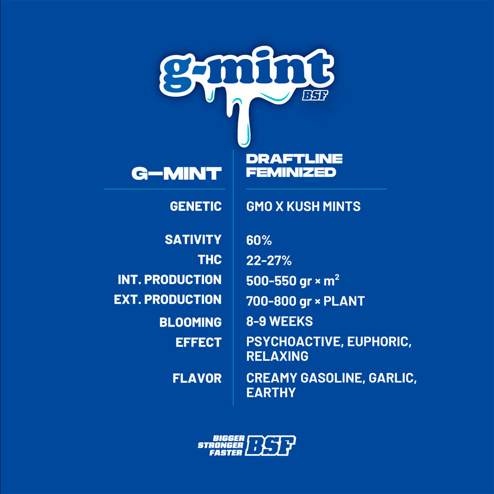 G-MINT FEM x12 BSF SEEDS