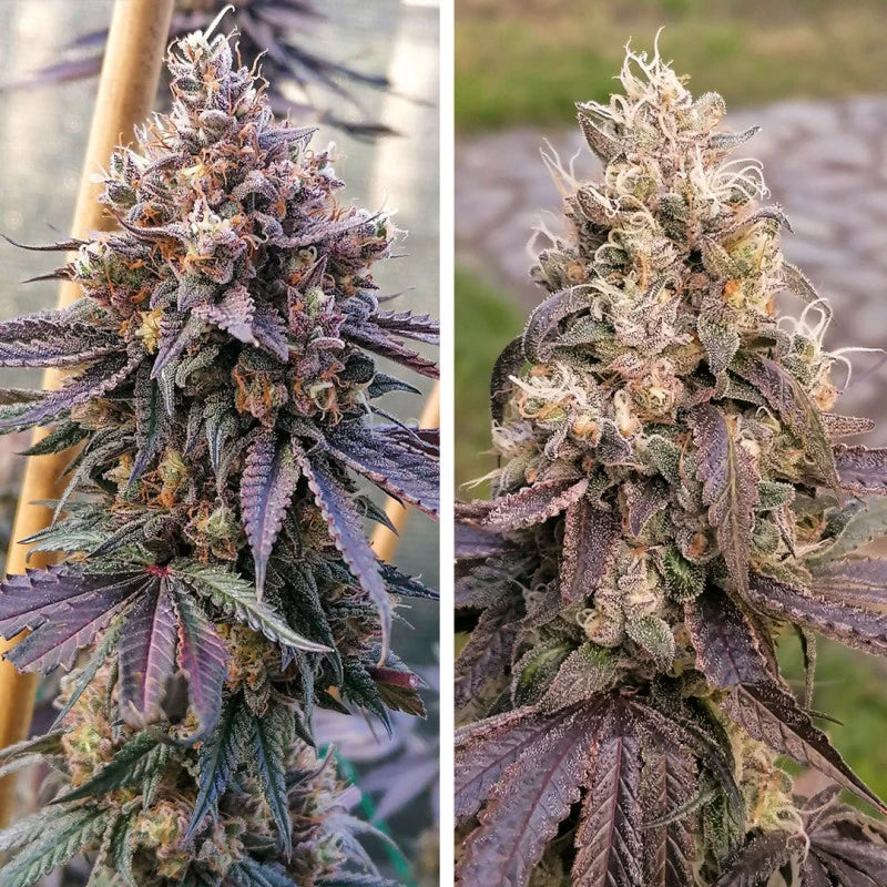 GMO FAST X3 - DUTCH PASSION-3