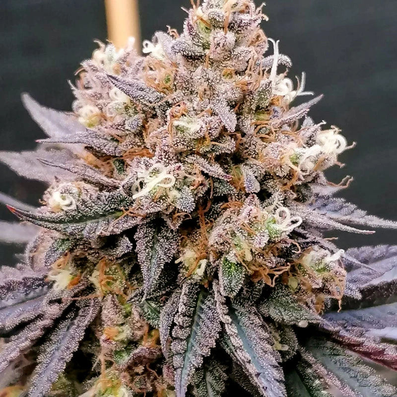 GMO FAST X3 - DUTCH PASSION-4