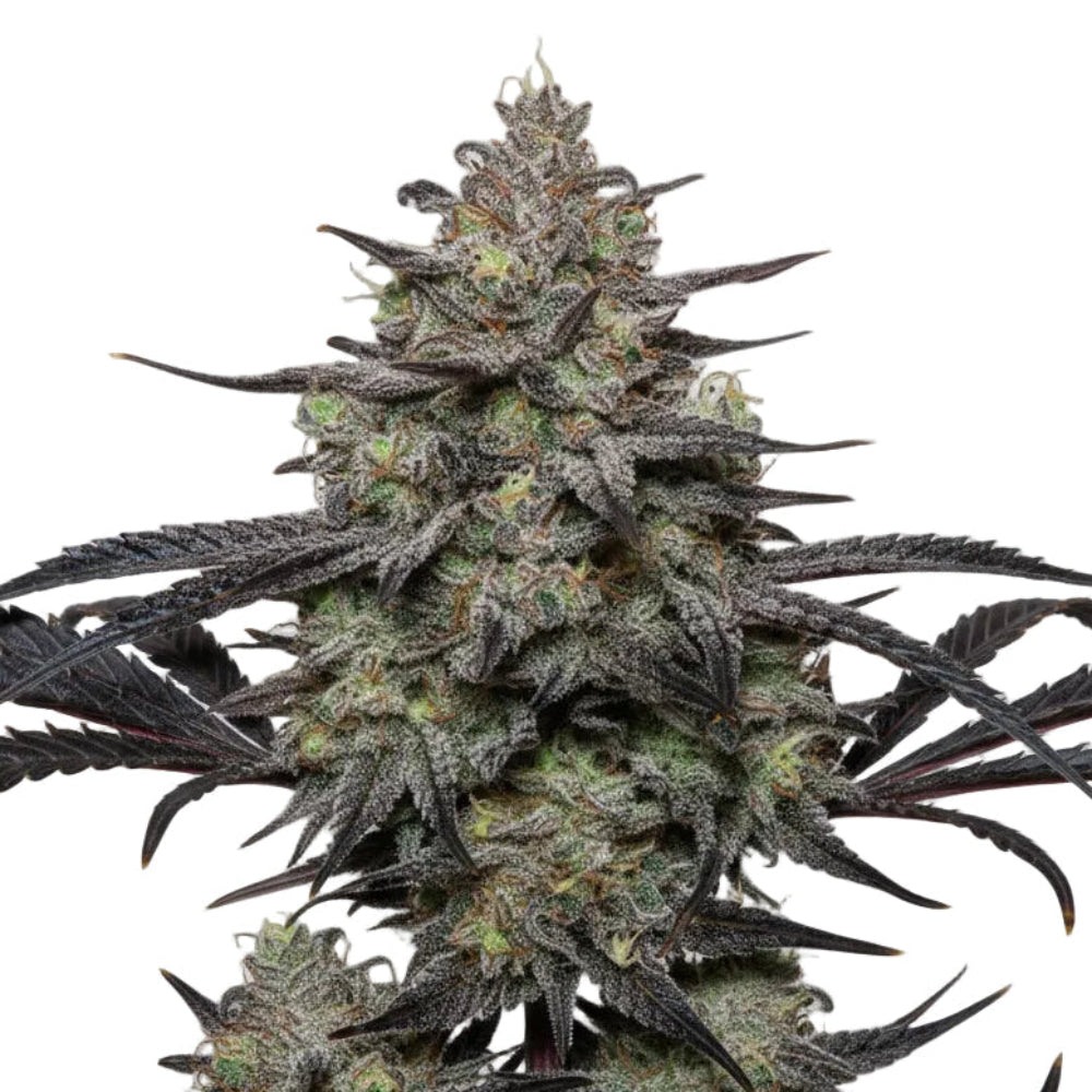 SUGAR BLACK ROSE FAST