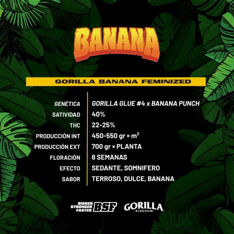 GORILLA BANANA FEM X2 BSF SEEDS-3