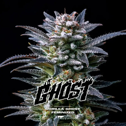 GORILLA GHOST FEM X4 BSF SEEDS