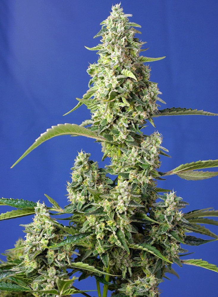 GORILLA GIRL XL AUTO X3+1 - SWEET SEEDS-1