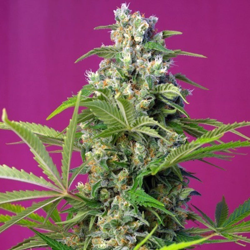 GORILLA GIRL FEM X3+1 - SWEET SEEDS-1