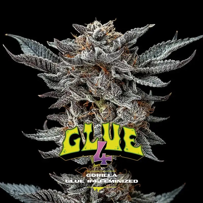 HIGH VOLTAGE FEM MIX X12 BSF SEEDS-7