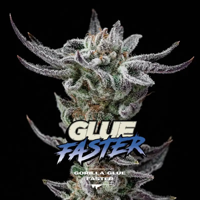 GORILLA GLUE FASTER X500 BSF SEEDS