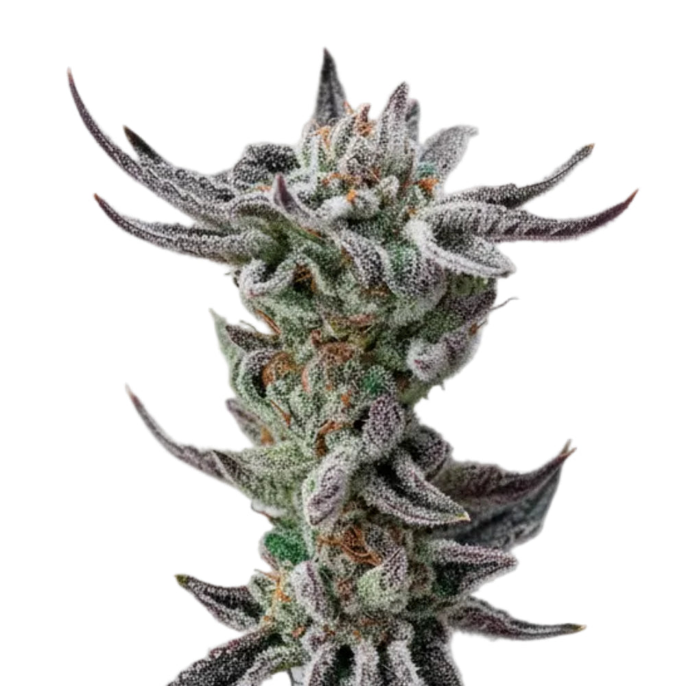 Gorilla Glue Fast GRANELSEEDS