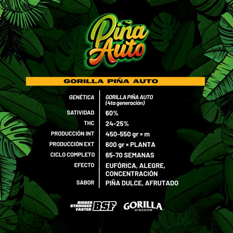 GORILLA PIÑA AUTO X12 BSF SEEDS-2