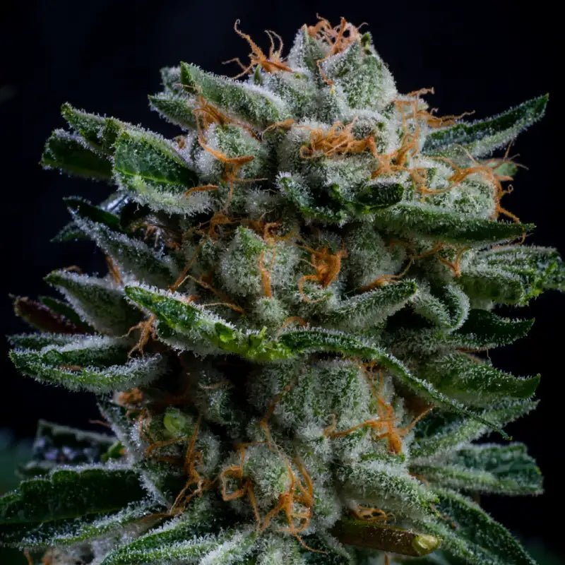 GORILLA PIÑA AUTO X12 BSF SEEDS-3