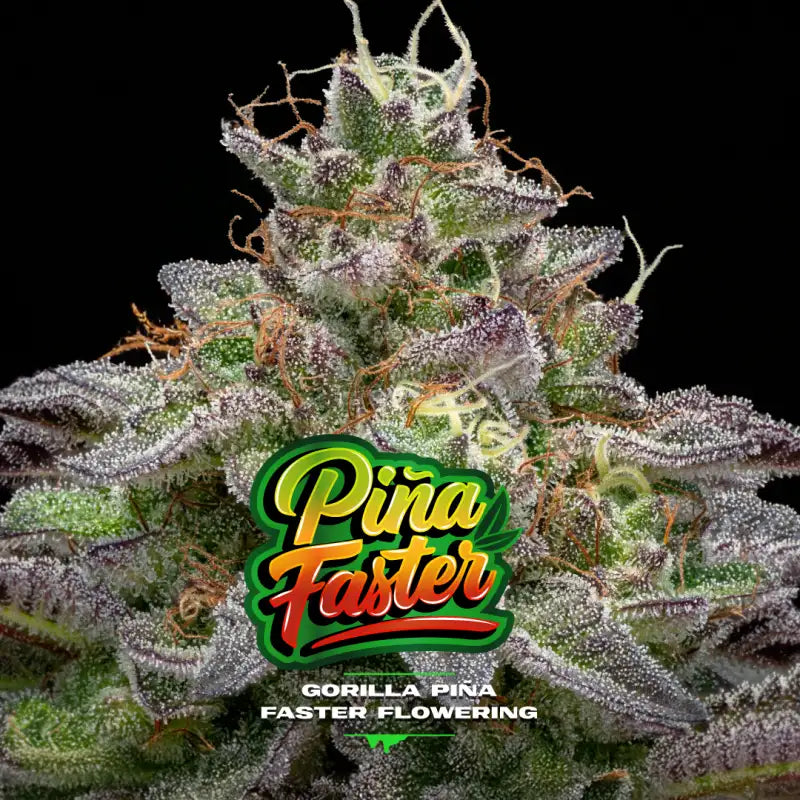 GORILLA PIÑA FASTER X12 BSF SEEDS