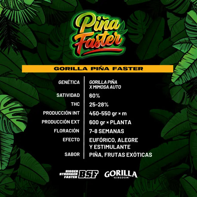 GORILLA PIÑA FASTER X12 BSF SEEDS-2