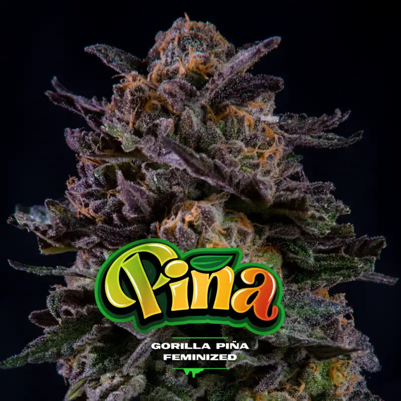 GORILLA PIÑA FEM X12 BSF SEEDS-1