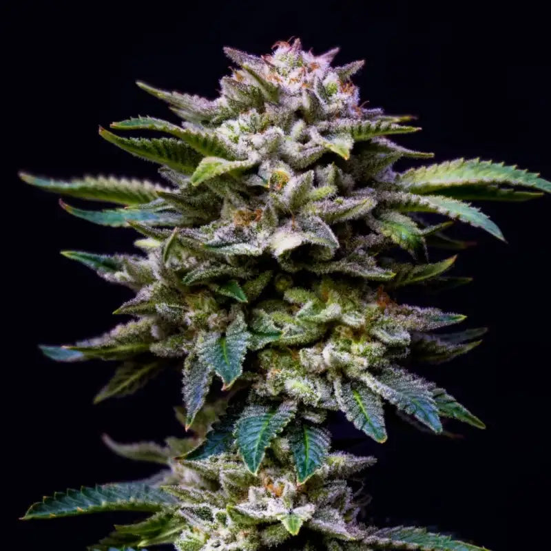 GORILLA RAINBOW FEM X2 BSF SEEDS-2