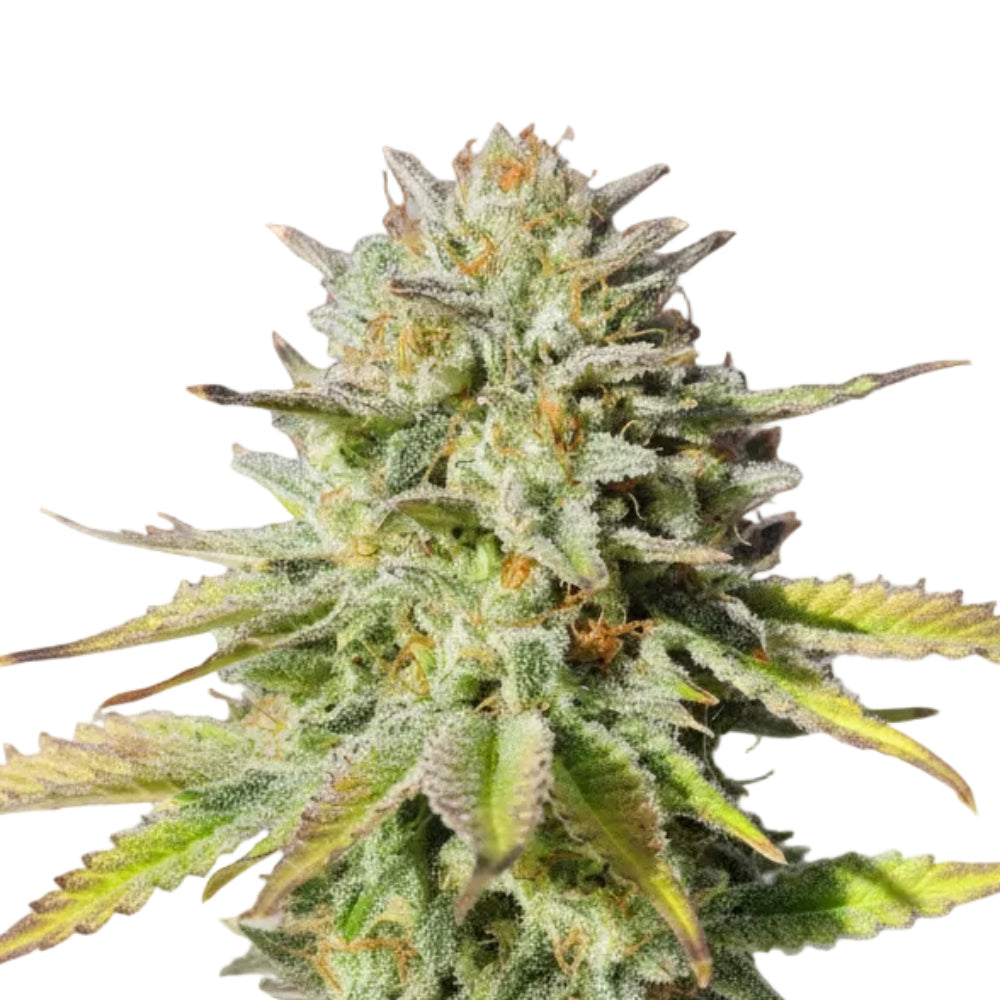 Gorilla Glue Fast GRANELSEEDS