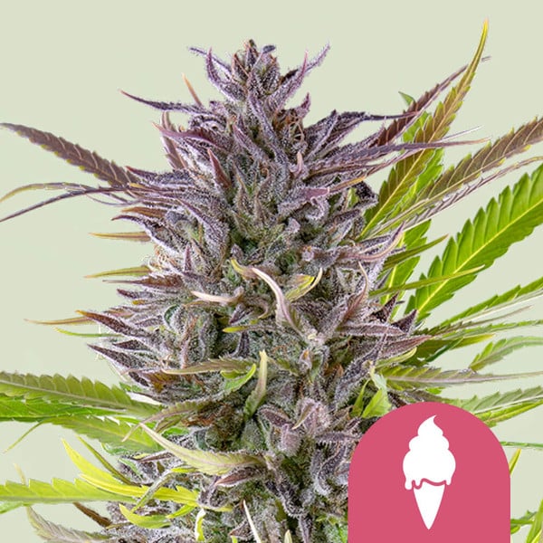 GREEN GELATO FEM X10 ROYAL QUEEN SEEDS-1