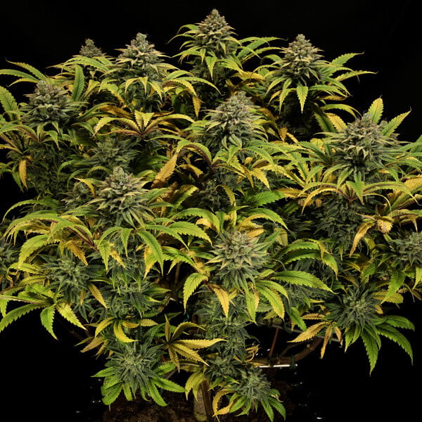 GREEN GELATO FEM X10 ROYAL QUEEN SEEDS-3
