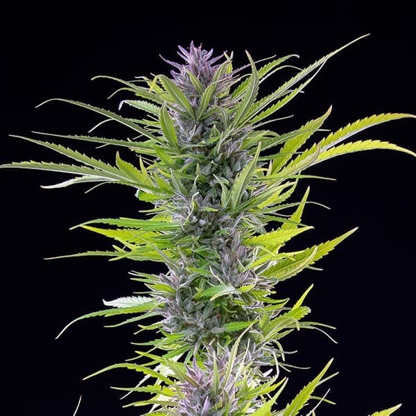 GREEN GELATO FEM X10 ROYAL QUEEN SEEDS-4