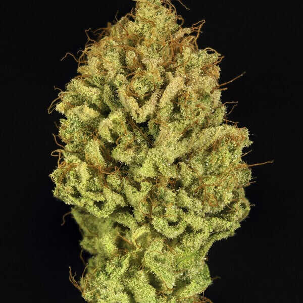 GREEN GELATO FEM X10 ROYAL QUEEN SEEDS-5