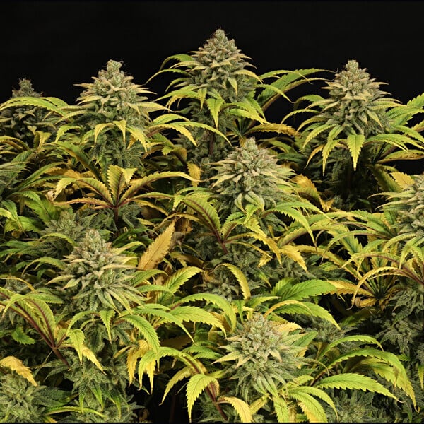GREEN GELATO FEM X10 ROYAL QUEEN SEEDS-6