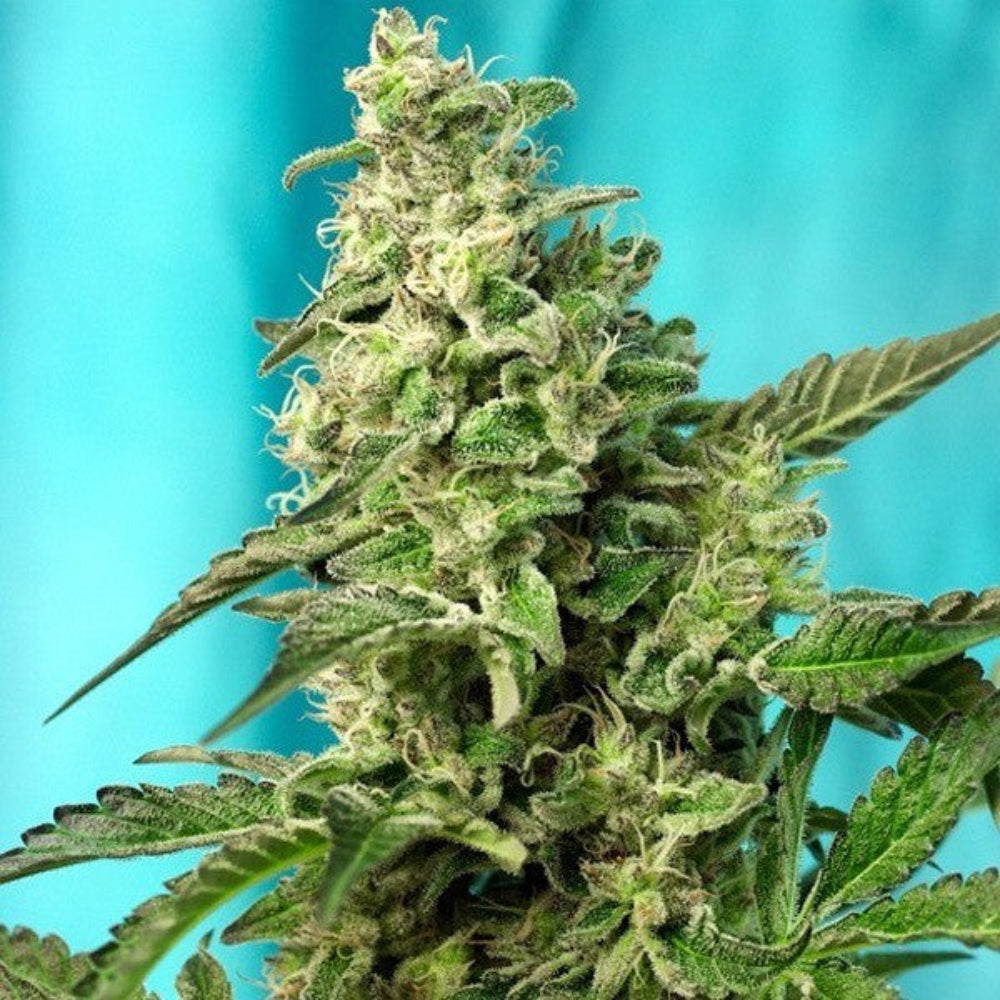 GREEN POISON F1 X25 - SWEET SEEDS-1