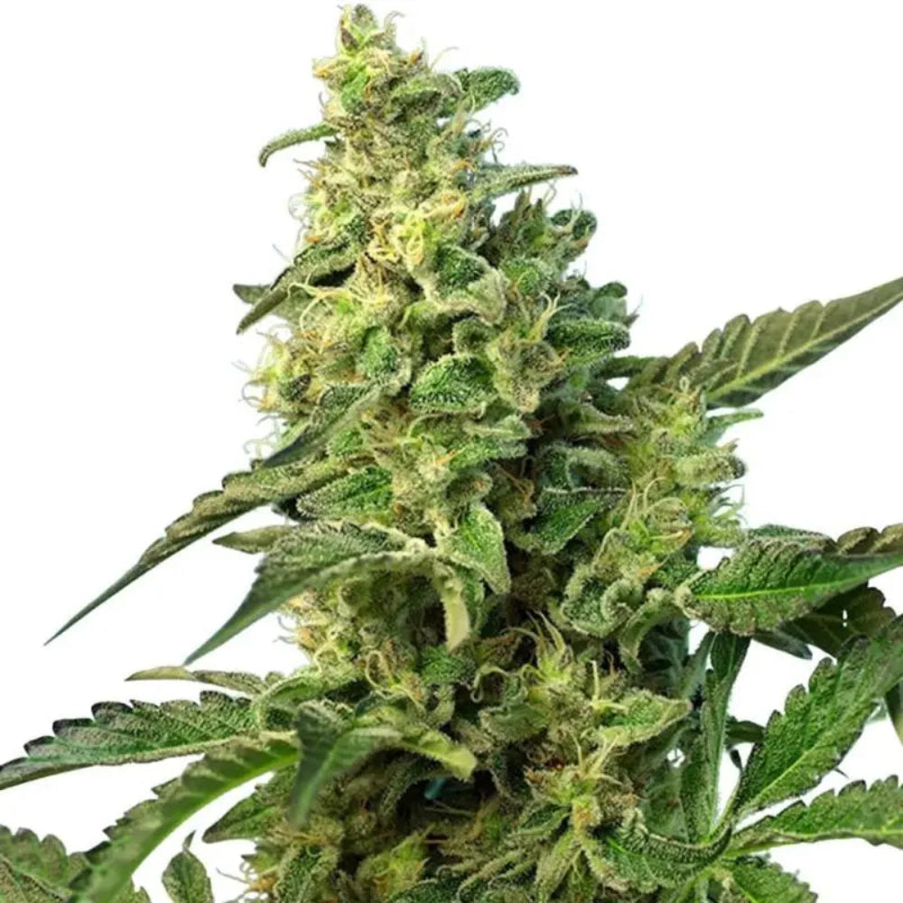GREEN POISON FAST-1