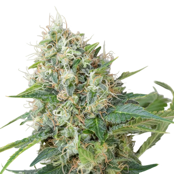 GREEN POISON FAST-2